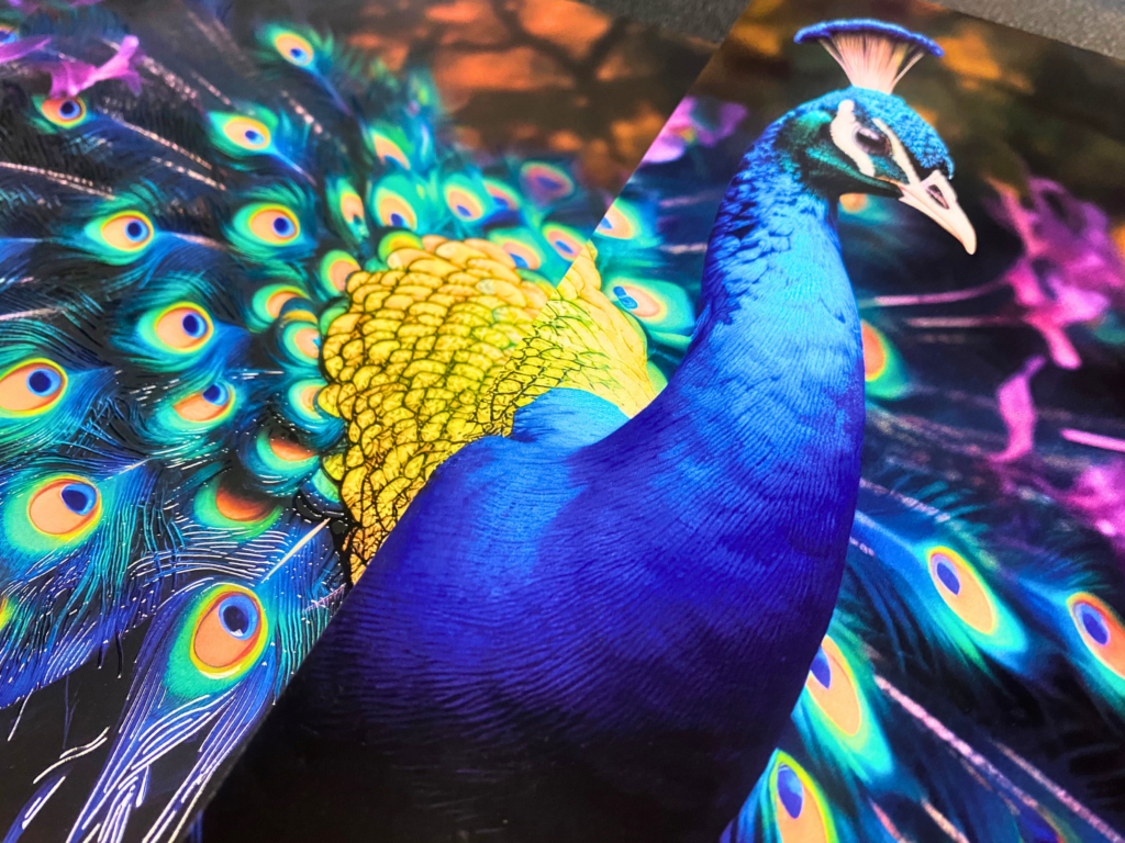 peacock trifold with soft touch and spot uv with uncoated panel